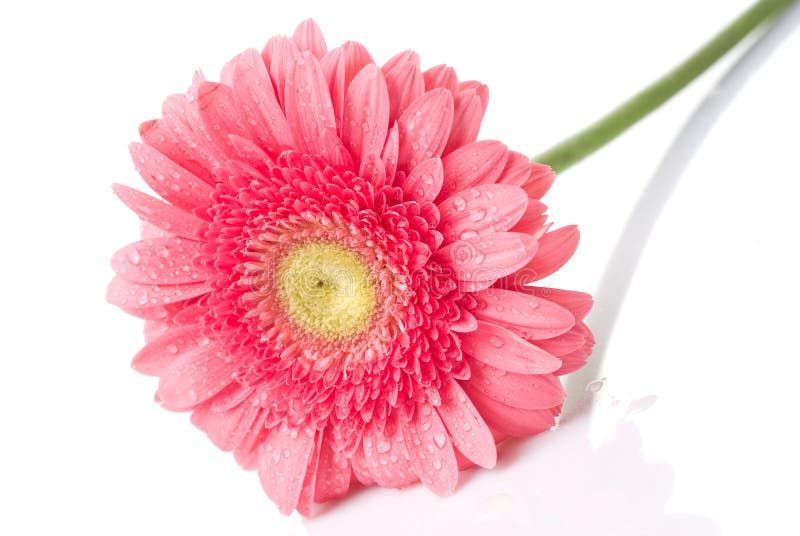 Pink daisy-gerbera with water drops