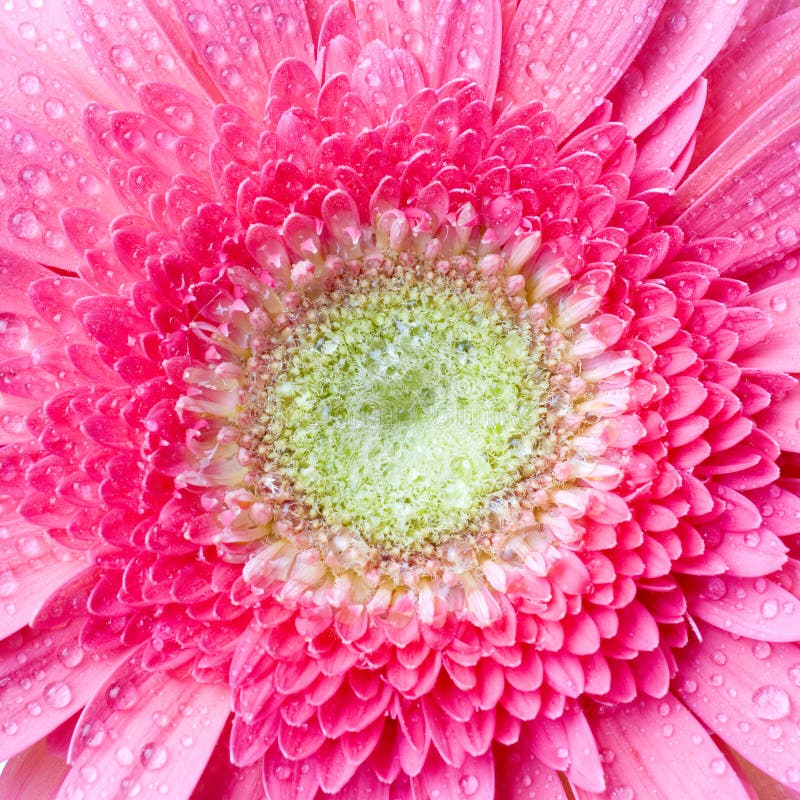 Pink Daisygerbera with Water Drops Stock Photo Image of blossom