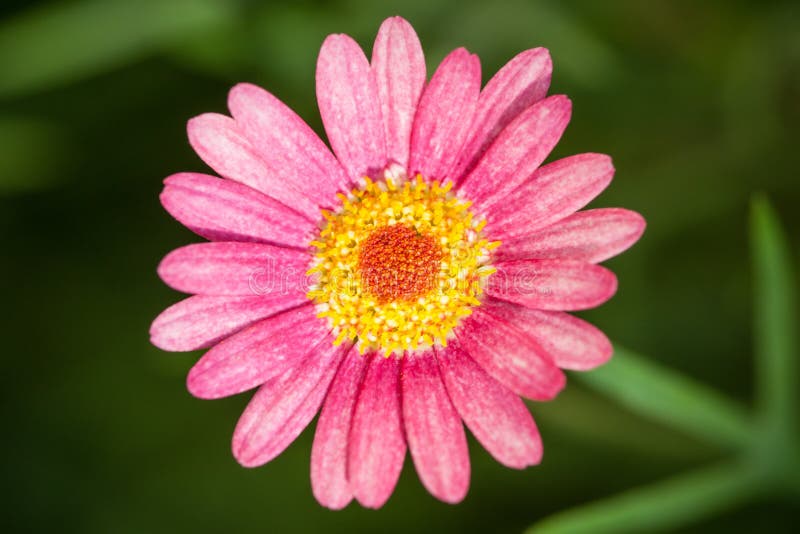 Pink Daisy on green background