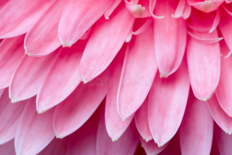 Pink daisy petails