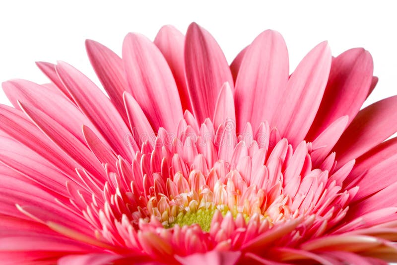 Pink daisy petails