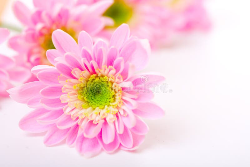 Pink daisy petails