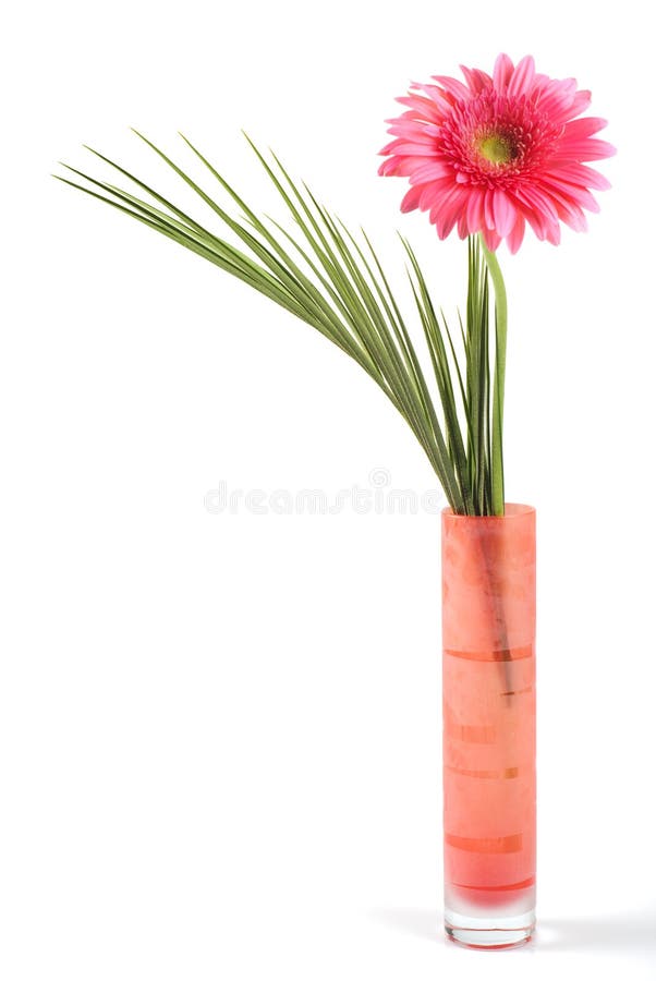 Pink daisy in red vase
