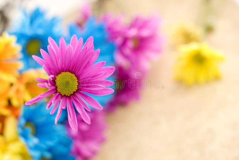Pink Daisy with Shallow Depth of Field