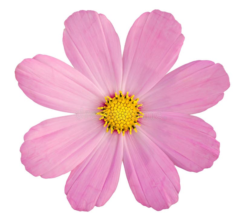Pink daisy isolated on while background. Pink daisy isolated on while background
