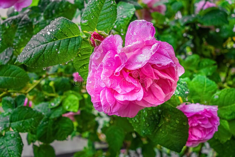 Pink Damask Rose Flower with Droplets Stock Image Image of closeup
