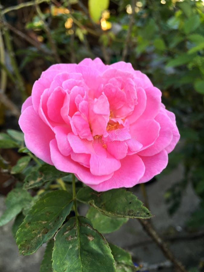 Pink damask rose flower stock photo. Image of fresh, rose 89874360