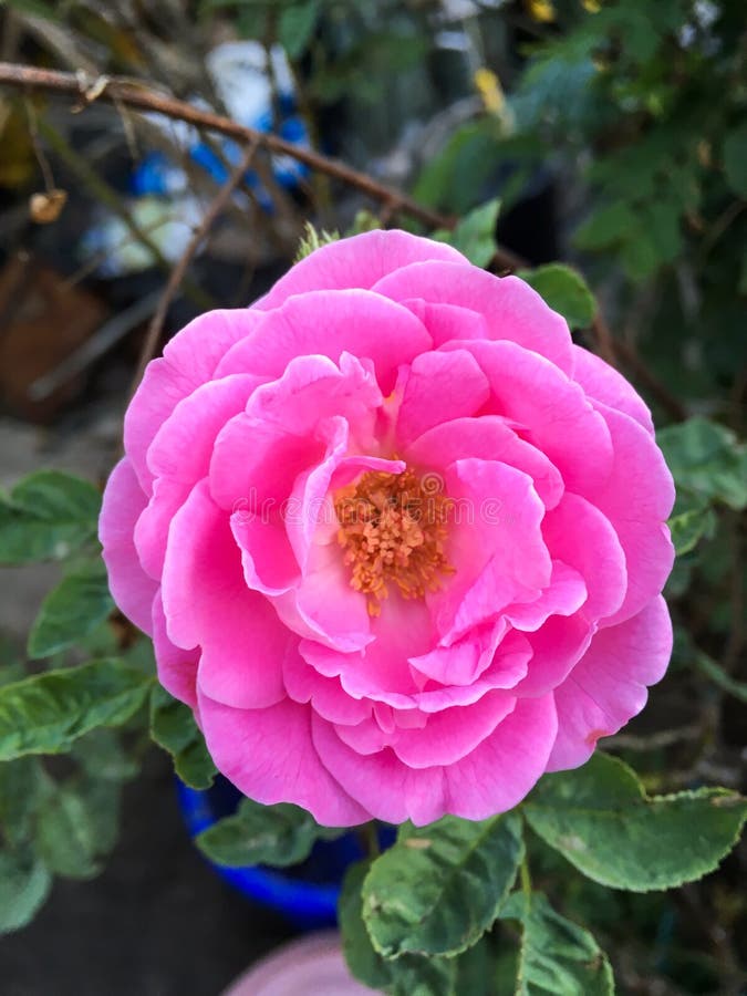 Pink damask rose flower stock photo. Image of beautiful 89961978