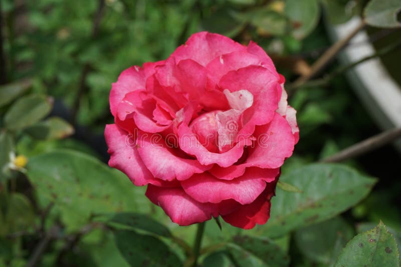Pink damask rose flower stock image. Image of petal - 103187227