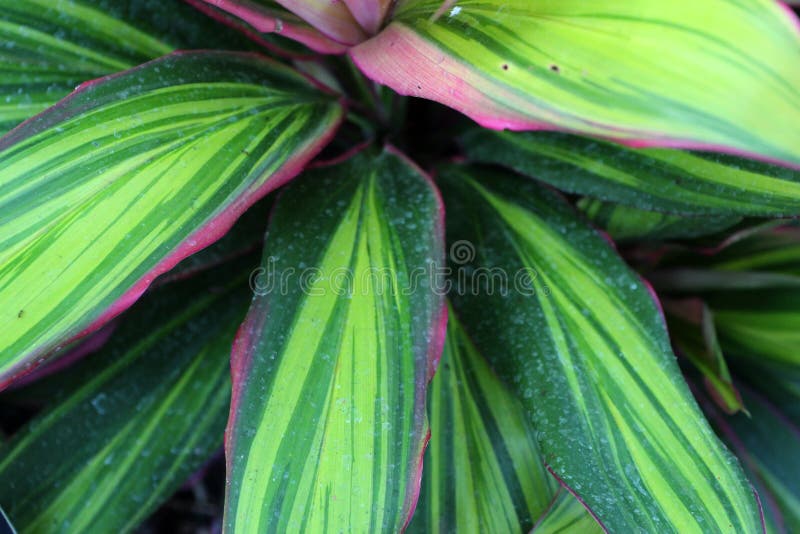 Close up of pink, dark green and light green striped leaves of a Kiwi Cordyline plant with dirt speckles on the foliage