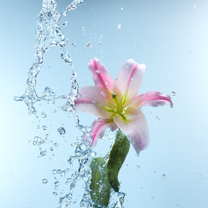 Pink Day Lily in Cool Splashing Water Stock Image - Image of ...