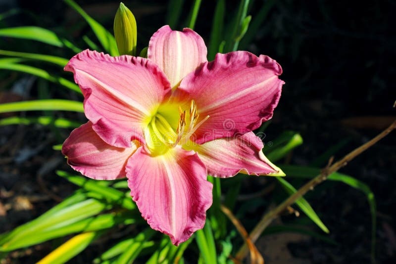 Pink Daylily in bloom. One beautiful pink daylily is in full bloom in early spring, San Diego, California royalty free stock photo Pink Daylily in bloom. One beautiful pink daylily is in full bloom in early spring, San Diego, California royalty free stock photo