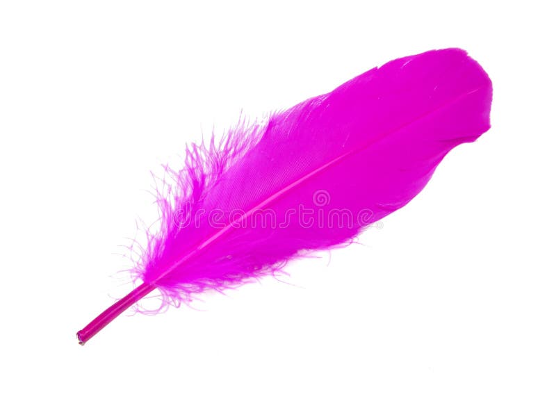 Pink Decorative Bird Feather Isolated on the White Background Stock