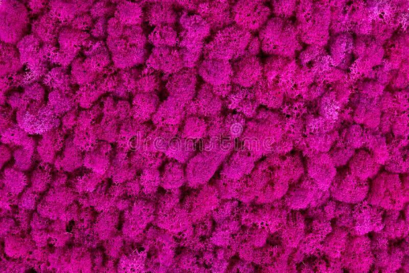 Pink Decorative Moss Texture. Wall from Moss Background Stock Image