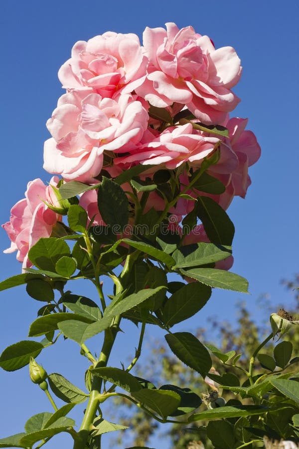 pink den rose skyen royaltyfria foton pink den rose skyen royaltyfria foton