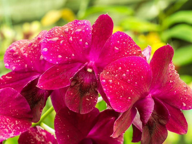 Pink Dendrobium Orchid Flowers Blooming Stock Photo Image of natural