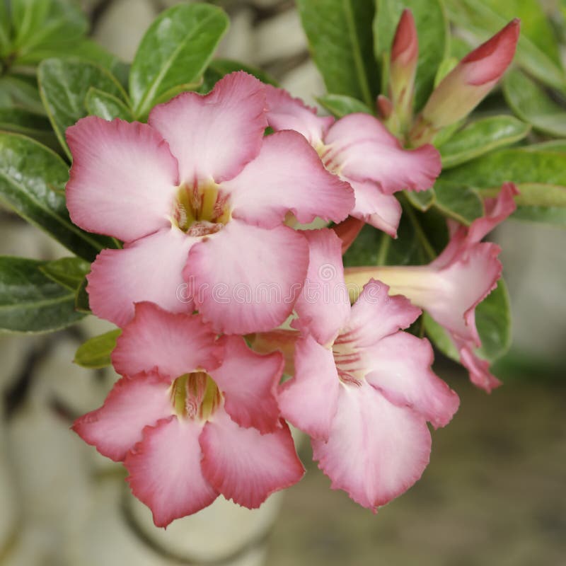Pink Desert Rose, Adenium Obesum Stock Photo Image of eudicots