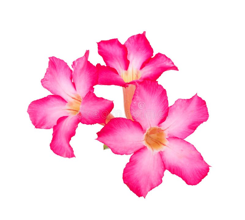 Pink Desert Rose Flower on White Background Stock Image - Image of ...