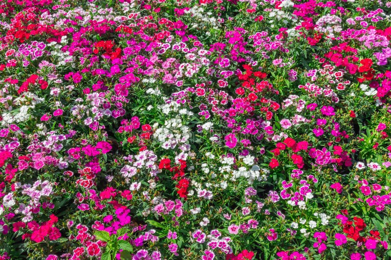 Pink Dianthus flower &#x28;Dianthus chinensis&#x29; blooming in garden,Sweet flora william blooming petals pink flowers background