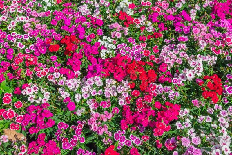 Pink Dianthus flower &#x28;Dianthus chinensis&#x29; blooming in garden,Sweet flora william blooming petals pink flowers background