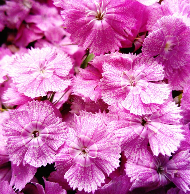Pink Dianthus flower stock photography Pink Dianthus flower stock photography