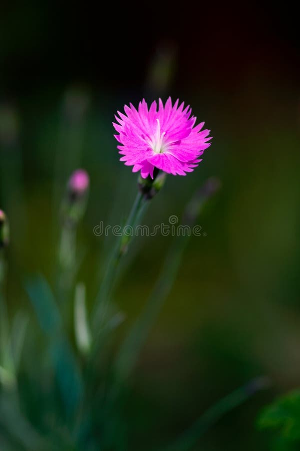 A delicate, pink dianthus flower blooms against a dark background in a summer garden