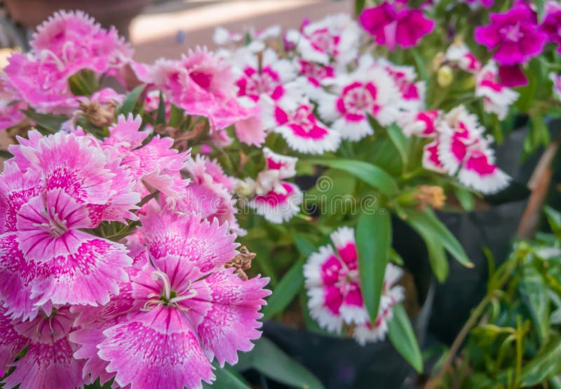 Pink Dianthus Flower Focus on lower left corner with blurred background