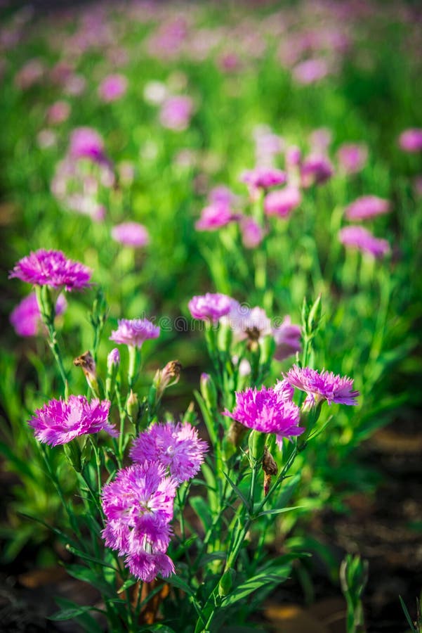 Pink Dianthus flower in the garden3