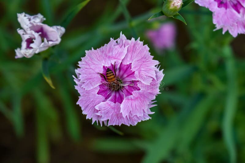 Pink Dianthus flower in garden in India in winter season. closeup view. and a honey bee on it. Pink Dianthus flower in garden in India in winter season. closeup view. and a honey bee on it.