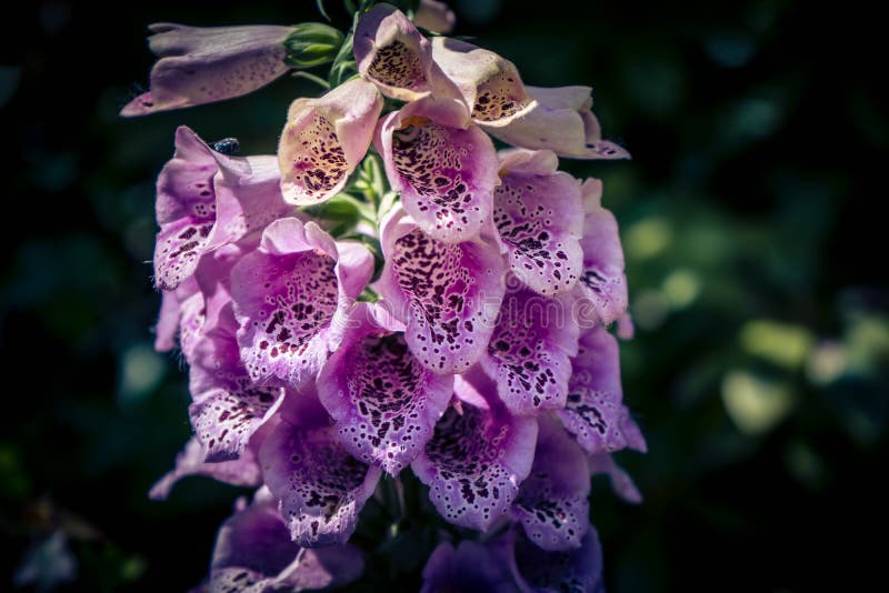 Pink digitalis plant stock image. Image of detail, blooming 218057193