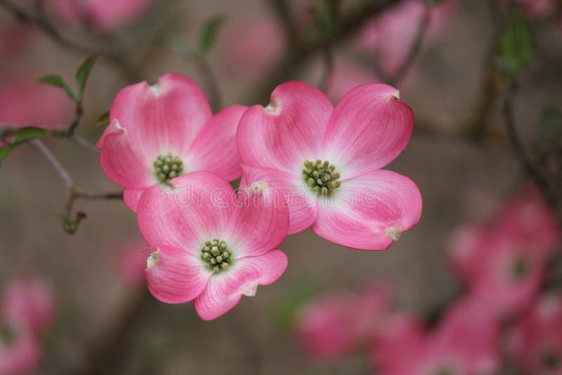 1,058 Pink Dogwood Blooming Stock Photos Free & RoyaltyFree Stock