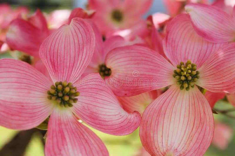 Pink Dogwood Flowers in full bloom Cornus florida