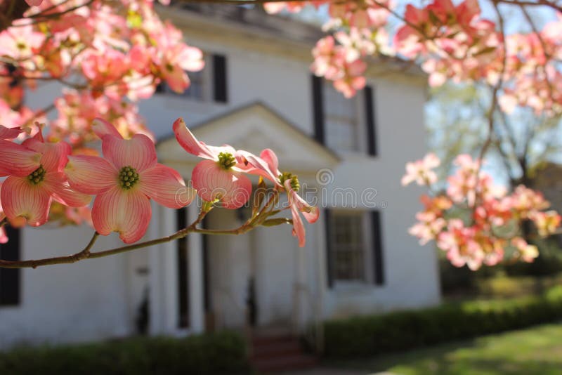 Pink Dogwood with Southen Mansion in Background Cornus florida stock photo