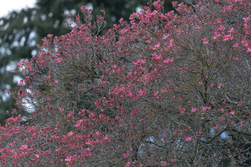 Pink Dogwood Tree stock image. Image of spring, season 184267249