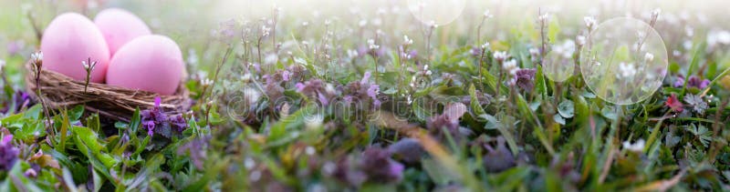 Pink easter eggs in a spring meadow