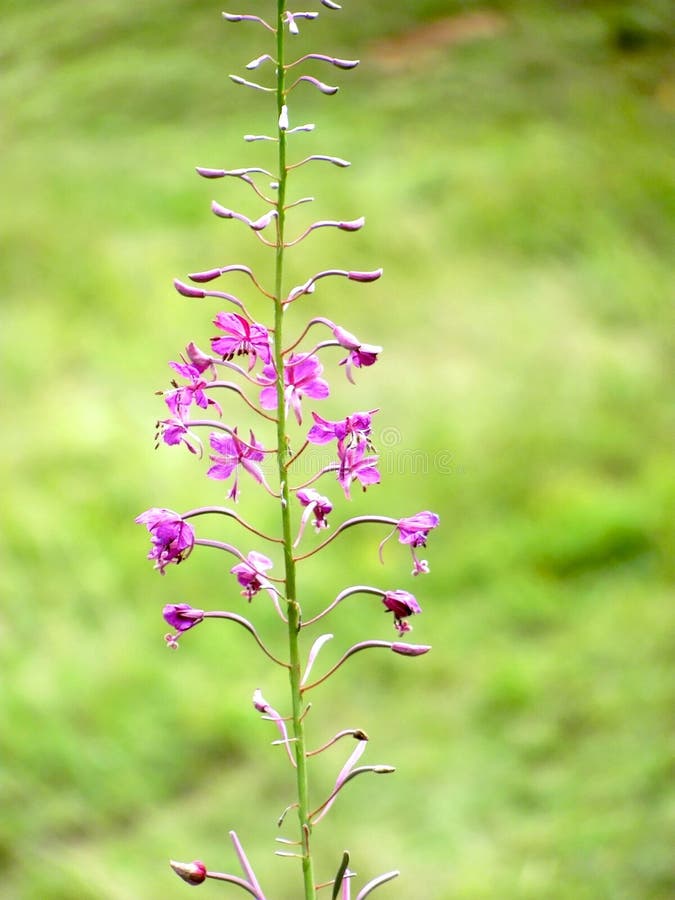 Pink Epilobium Angustifolium Mountain Flowers Stock Photo Image Of