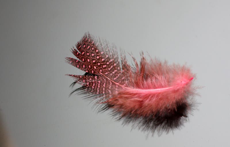 68,480 Pink Feather Stock Photos Free & RoyaltyFree Stock Photos