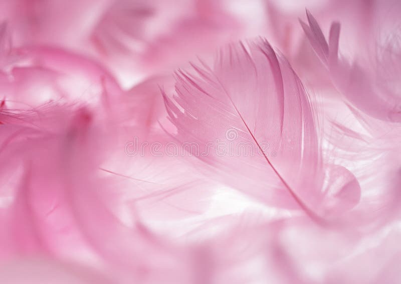 Pink feathers hi-res stock photography and images - Alamy