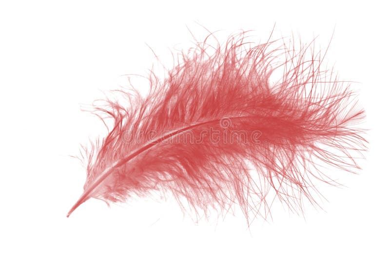 Pink feather stock photography