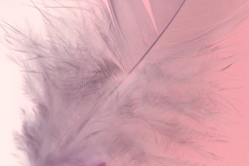 Pink feather