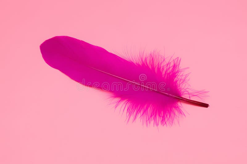 Pink Feather on a Pink Background. Single Pink Feather on a Pink