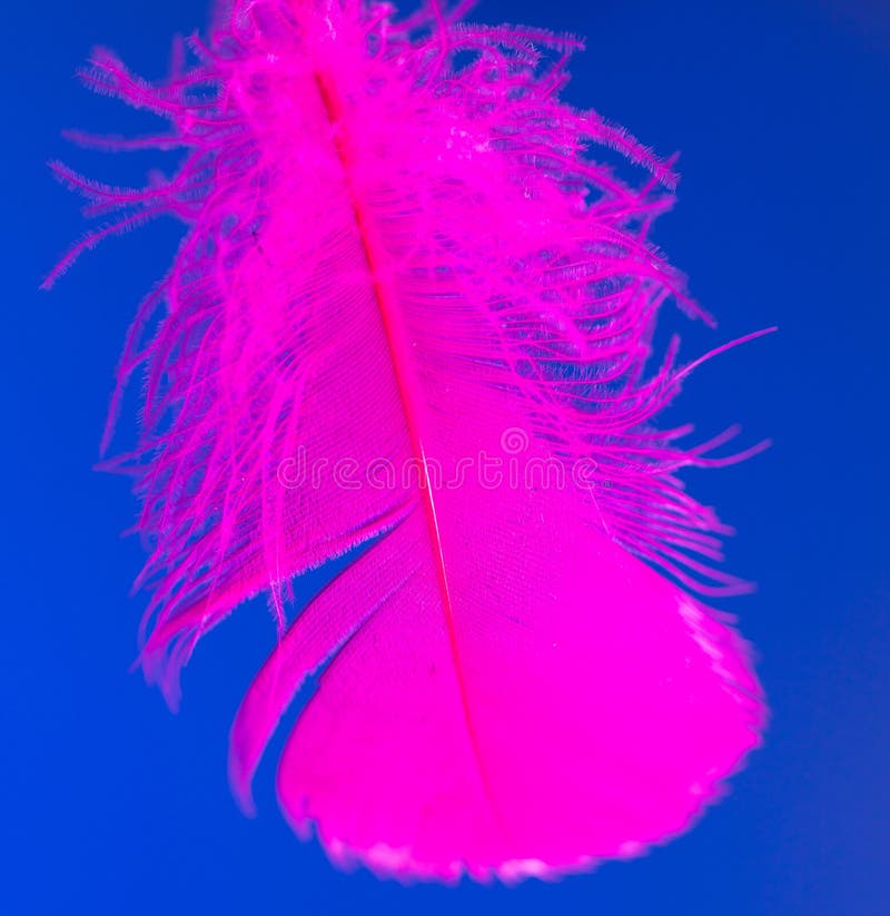 Pink Feather on Blue Background Stock Photo Image of beautiful