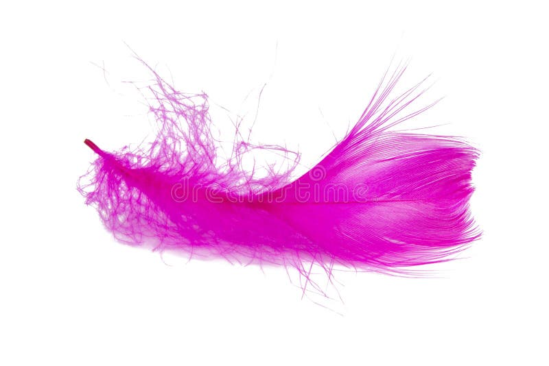 370 Bright Pink Feather Boa Stock Photos - Free & Royalty-Free Stock Photos  from Dreamstime