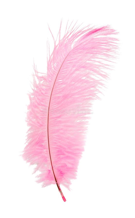 Royalty-Free photo: Pink and white feathers
