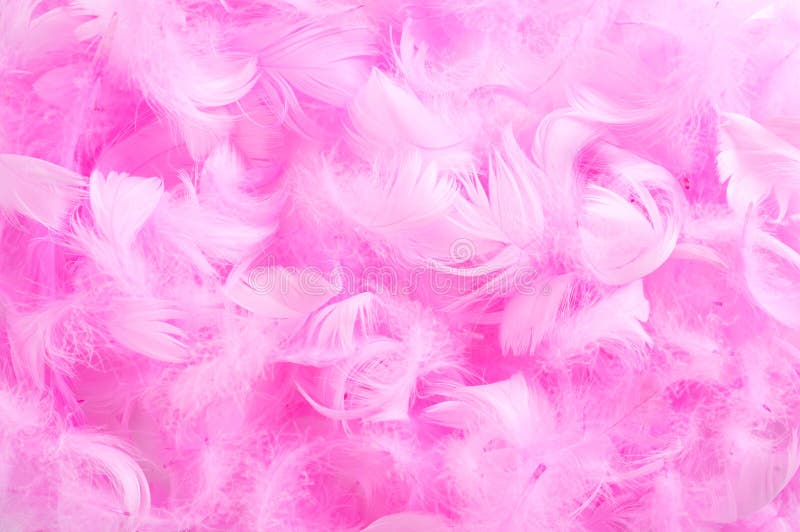 Pink feathers royalty free stock photography