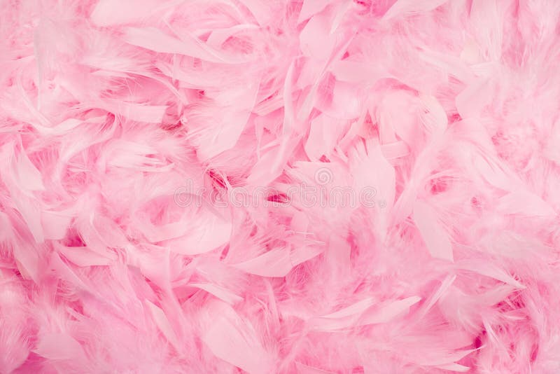 Pink feathers background