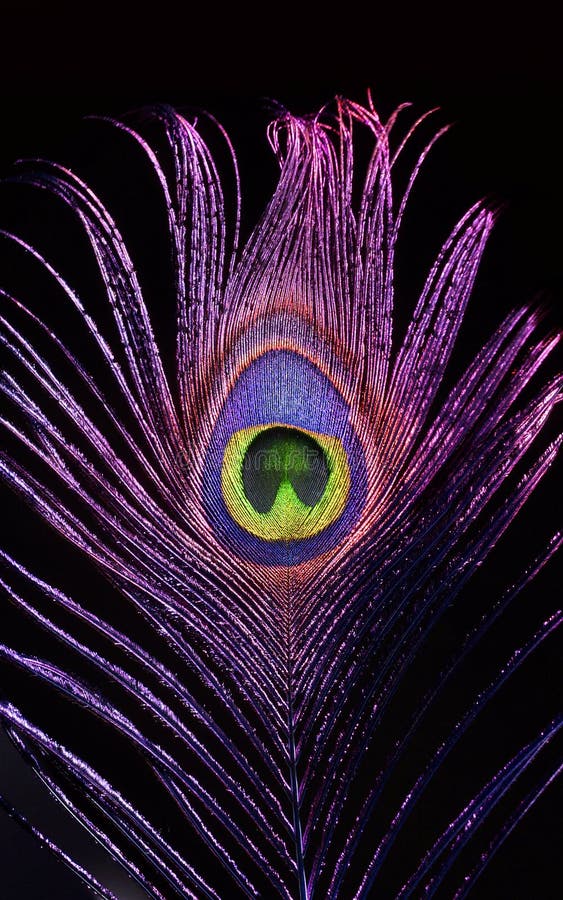 Pink Peacock feathers. stock image. Image of fluffy 114040669