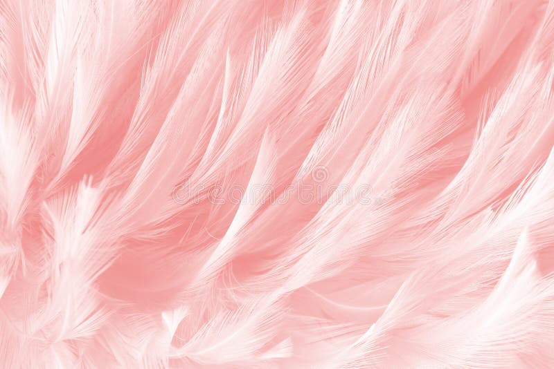 Pink feathers line texture background