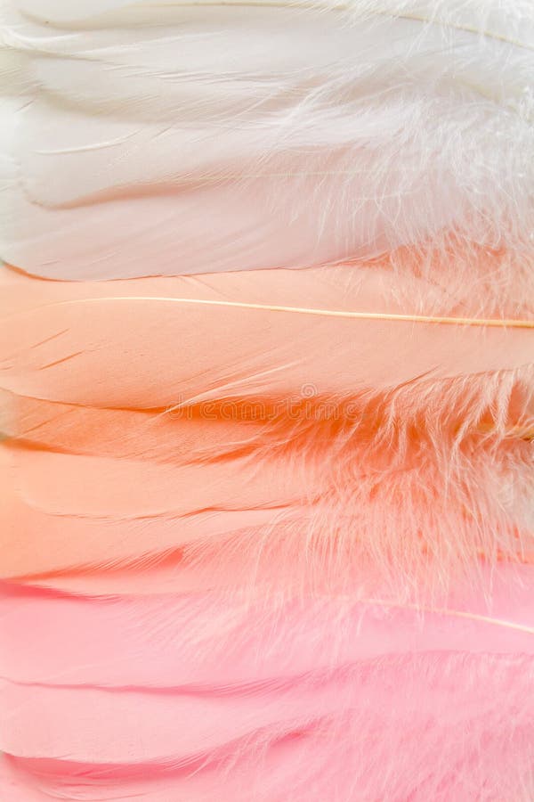Pink Feathers Textured Background. Feather Background Stock Photo