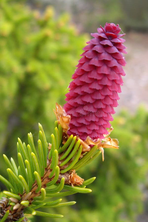 Pink fir cone